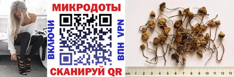 Галлюциногенные грибы Psilocybe  blacksprut   Воронеж 